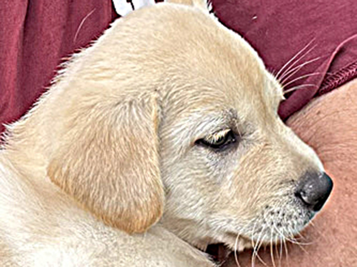 chinook puppy